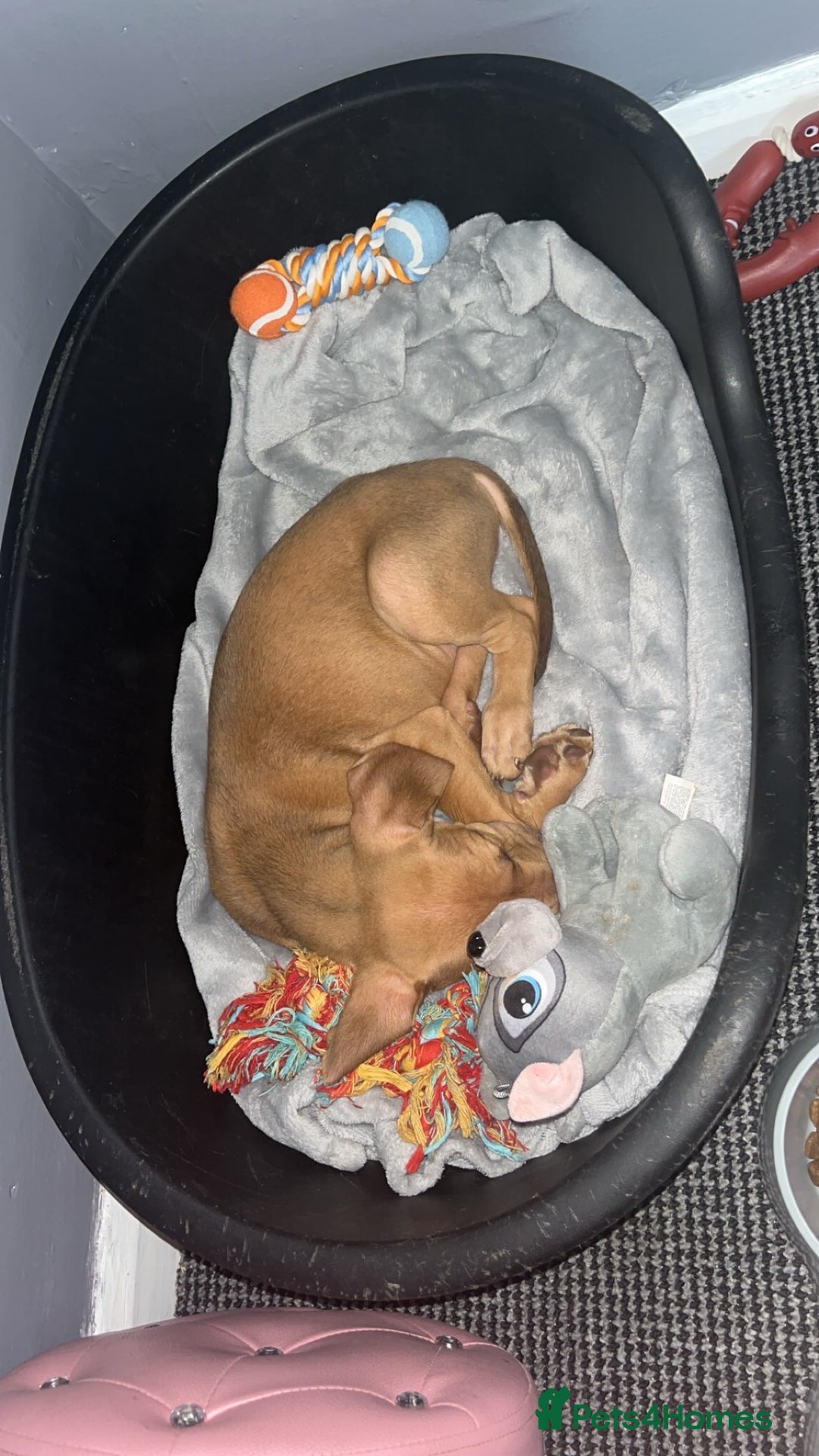Mixed Breed dogs for sale: Presa canario mixed  - Image 2