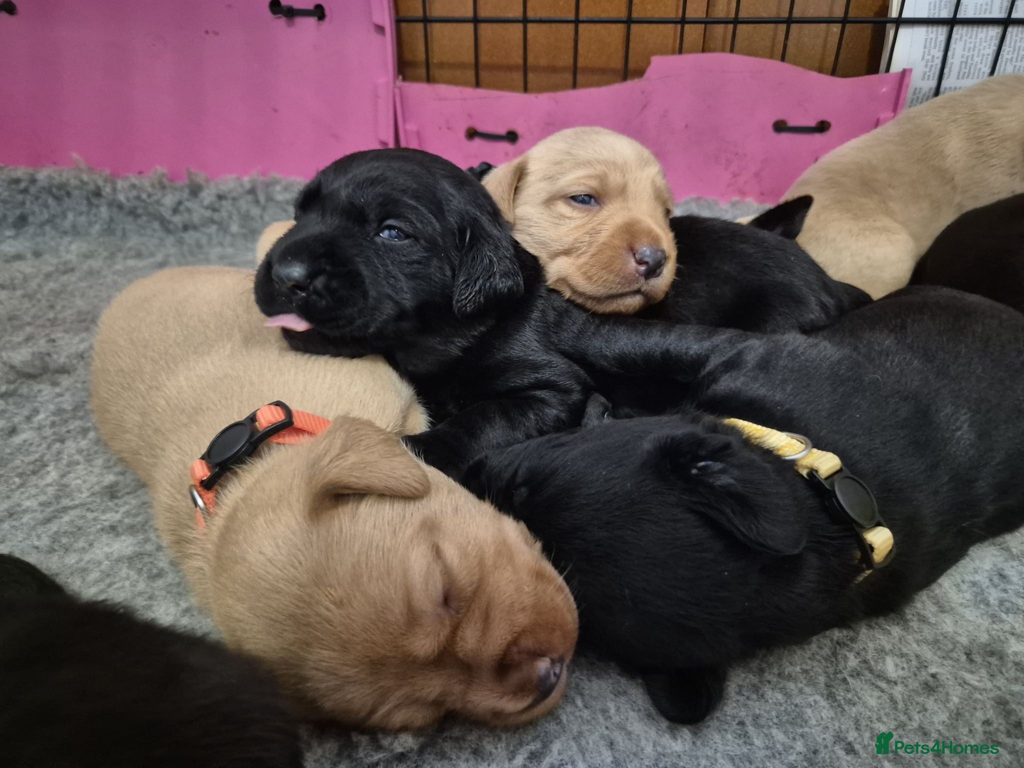 Labrador Retriever dogs KC Registered Labrador Puppies  - Advert 1