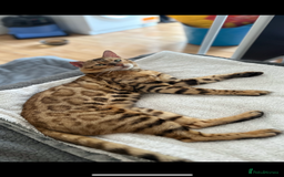 Bengal cats for stud: Bengal Stud Available🌟Hurry before spayed!🤍 in Ilford - Image 1