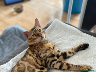 Bengal cats in Ilford - Advert 6