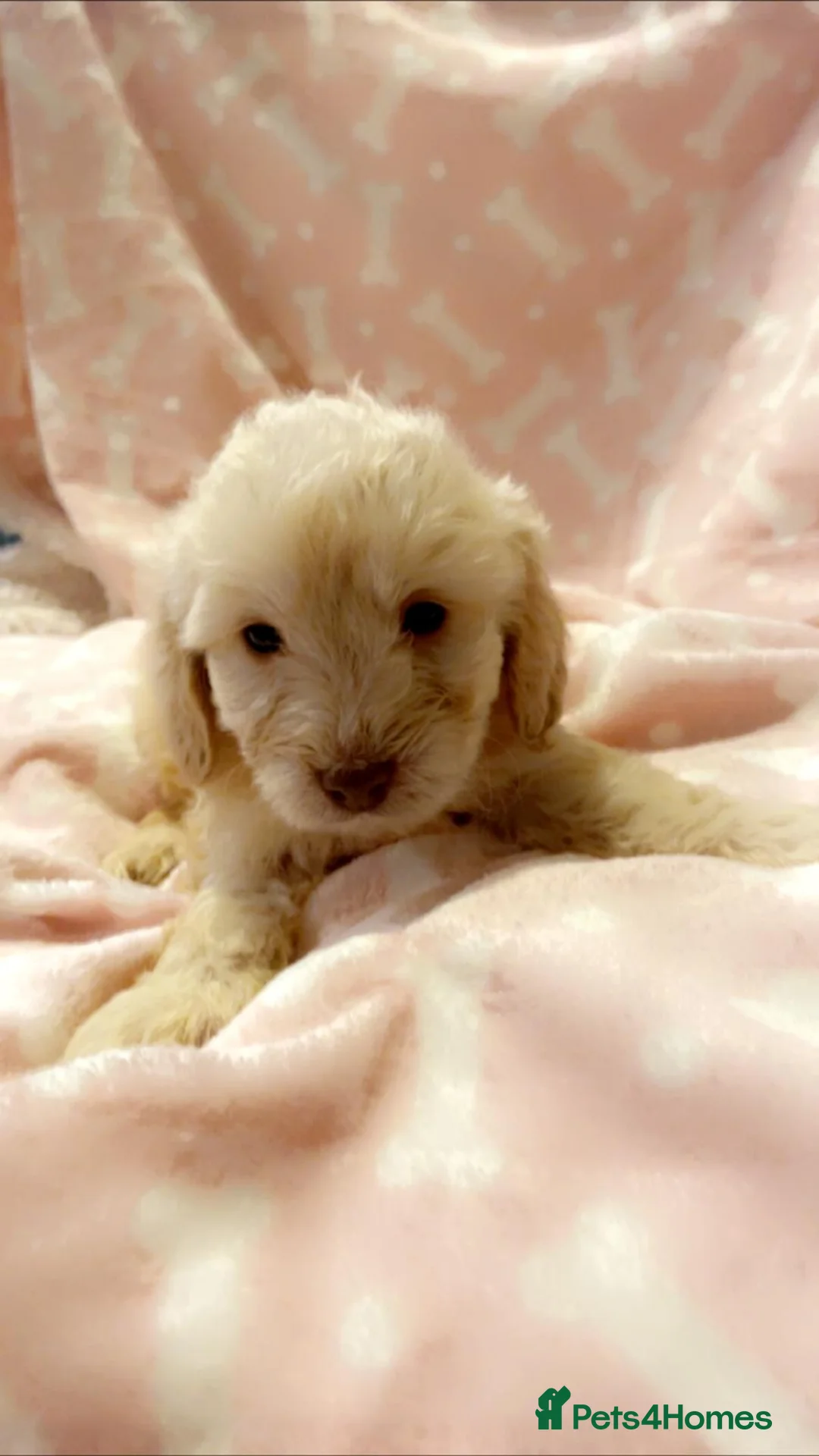 Miniature Poodle dogs for stud: Chocolate Merle phathom miniature poodle for stud in Harpenden - Advert 24