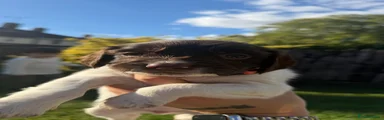 English Springer Spaniel 7