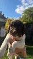English Springer Spaniel 7