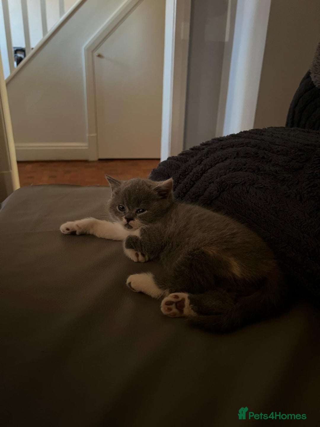 British Shorthair cats for sale: GCCF Registered Championship Line BSH Kittens - Image 8