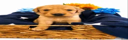Golden Retriever dogs for sale: Beautiful girl due puppies - Advert 7