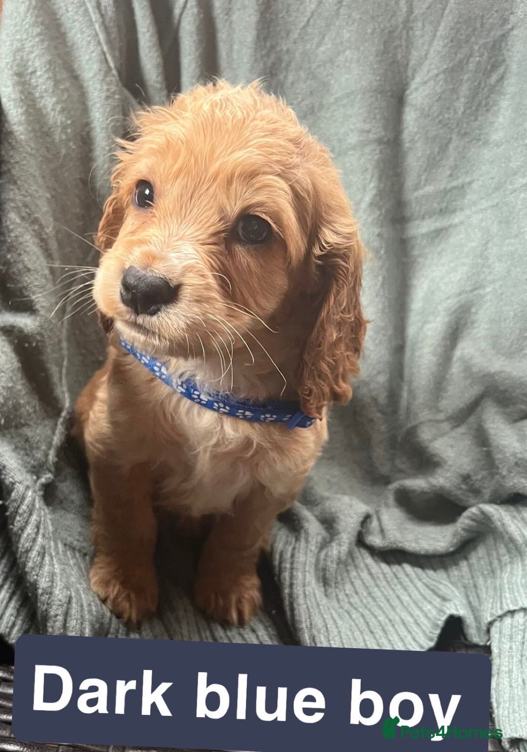 Cocker Spaniel dogs for sale: Cocker spaniel - Image 11