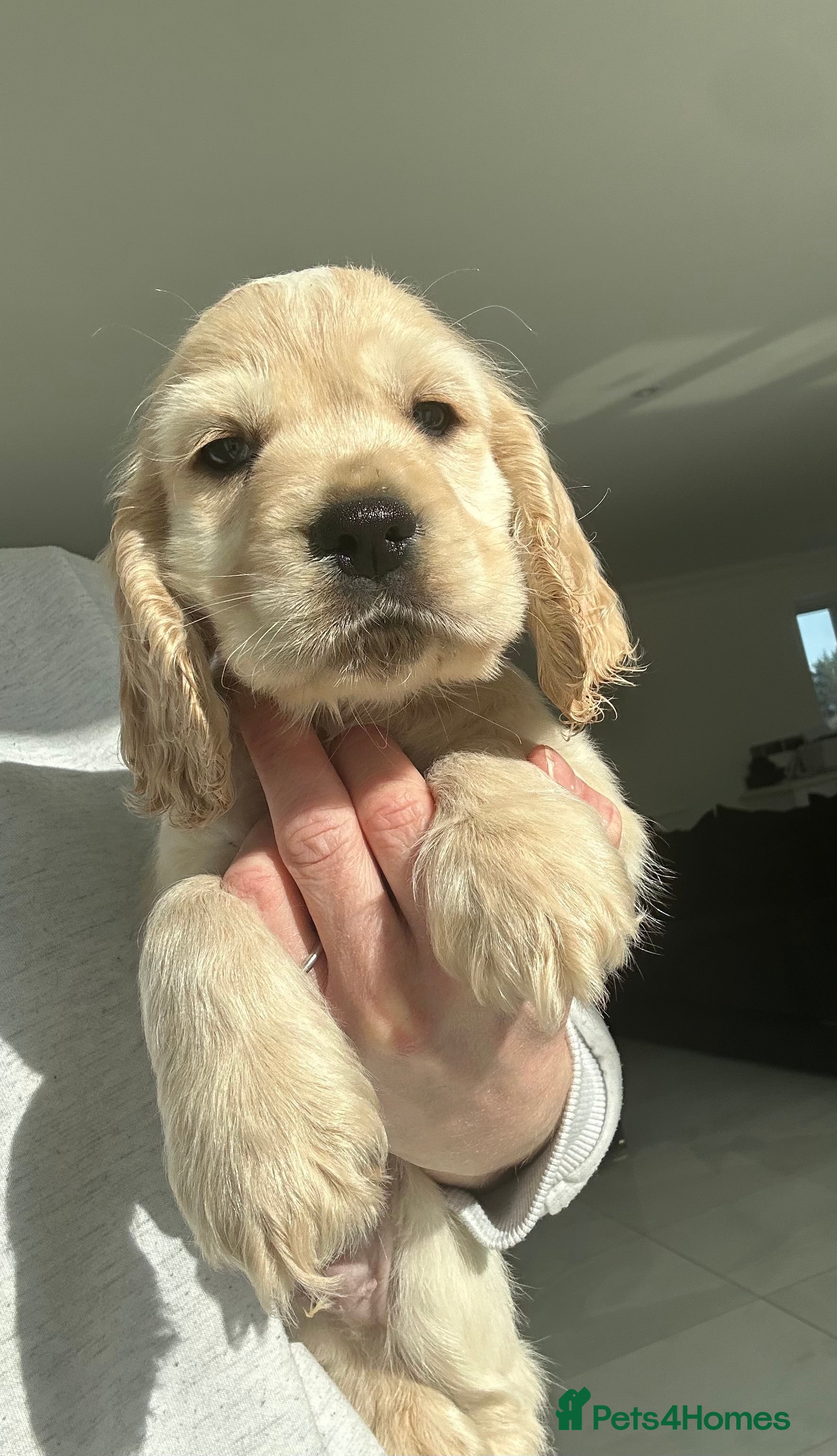 Cocker Spaniel dogs Super Cute little boy NOW READY! - Advert 6