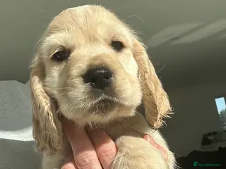 Cocker Spaniel dogs Super Cute little boy NOW READY! - Advert 6