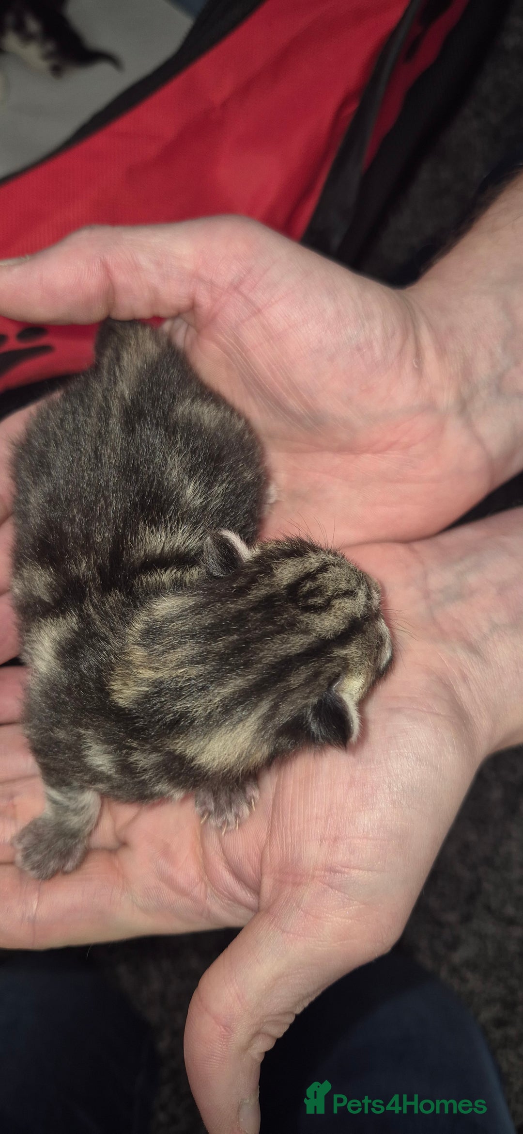 Mixed Breed cats for sale: Kittens for sale - Image 13