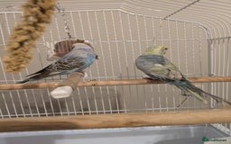 Budgerigars birds for sale: Budgies for sale - Image 1