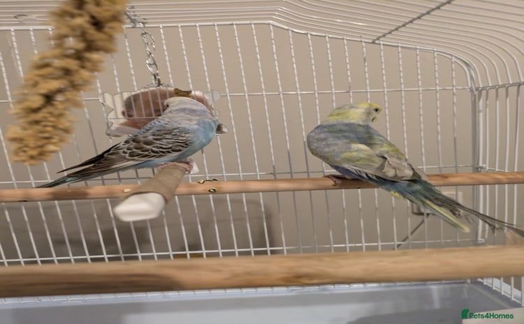 Budgerigars birds - Advert 1