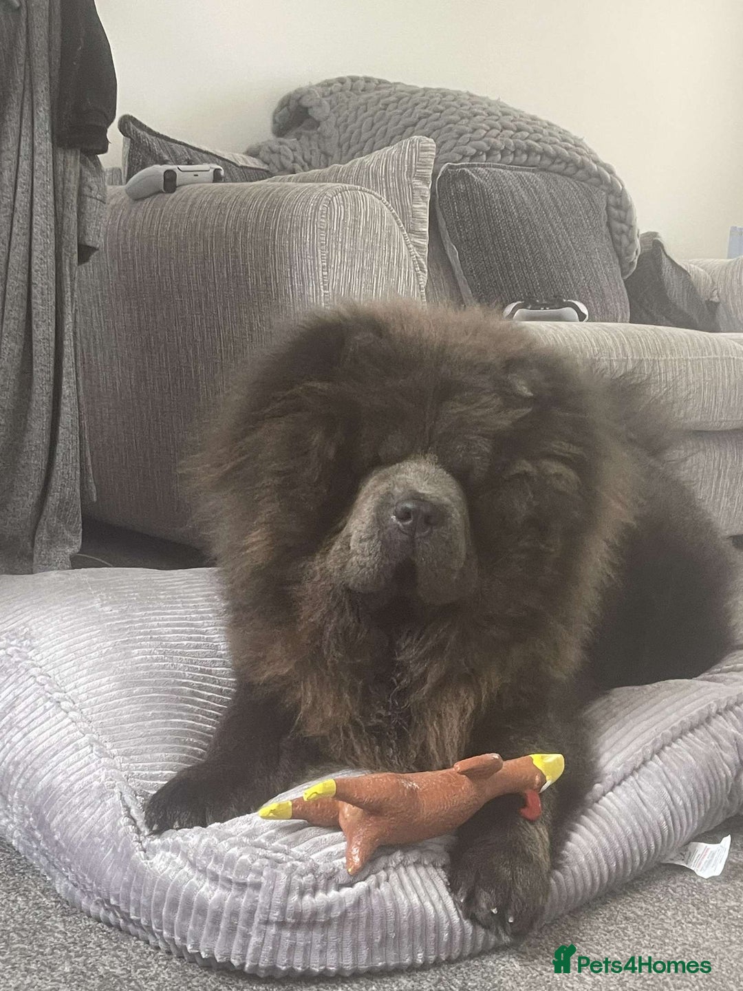 Chow Chow dogs for stud: Chow Chow For Stud - Image 5
