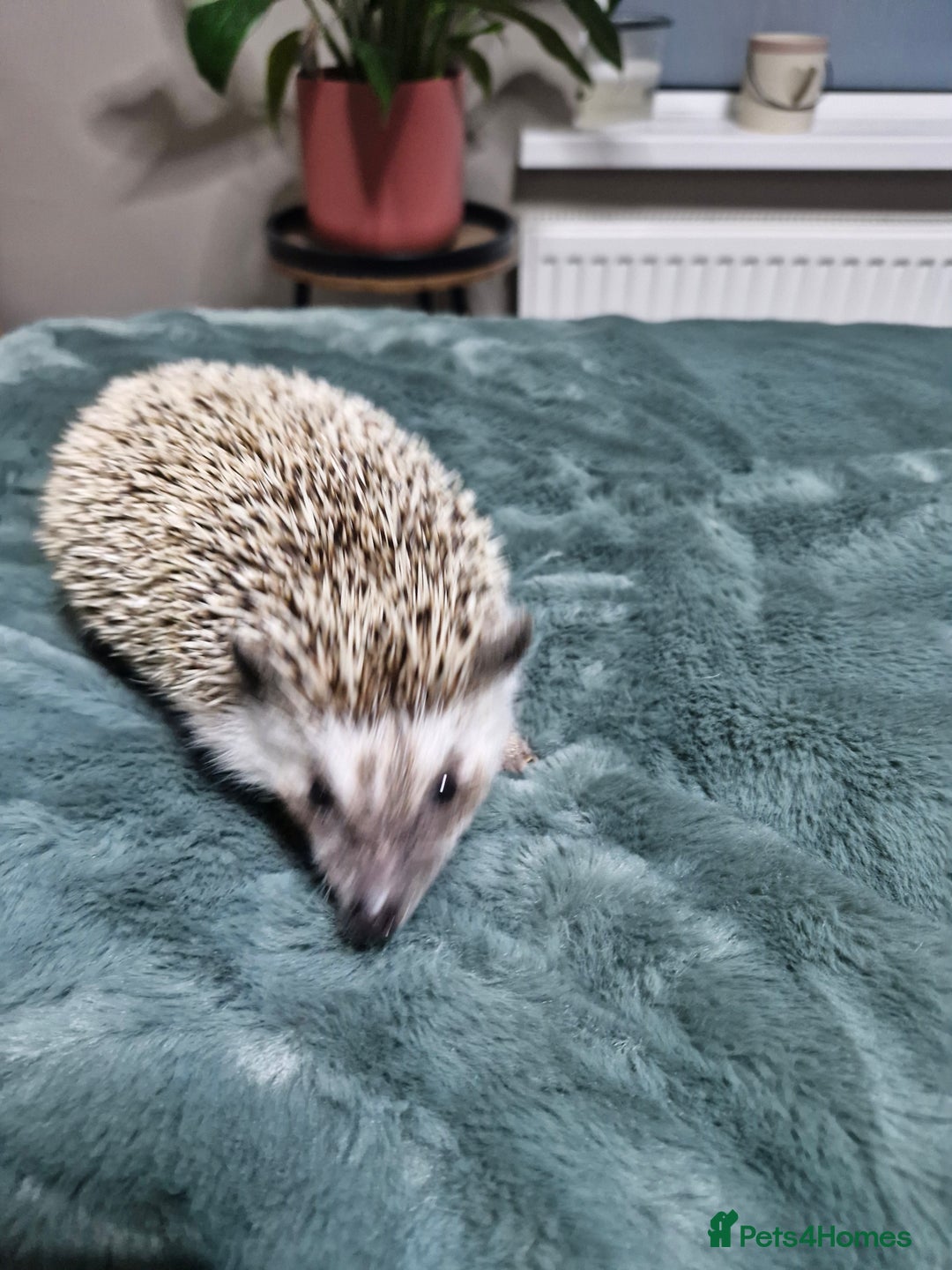 Pygmy Hedgehog rodents for sale: Pygmy Hedgehog  - Advert 4