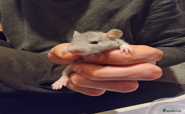 Rat rodents - Advert 11