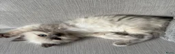 Ragdoll cats for sale: Ragdoll kitten - Advert 1