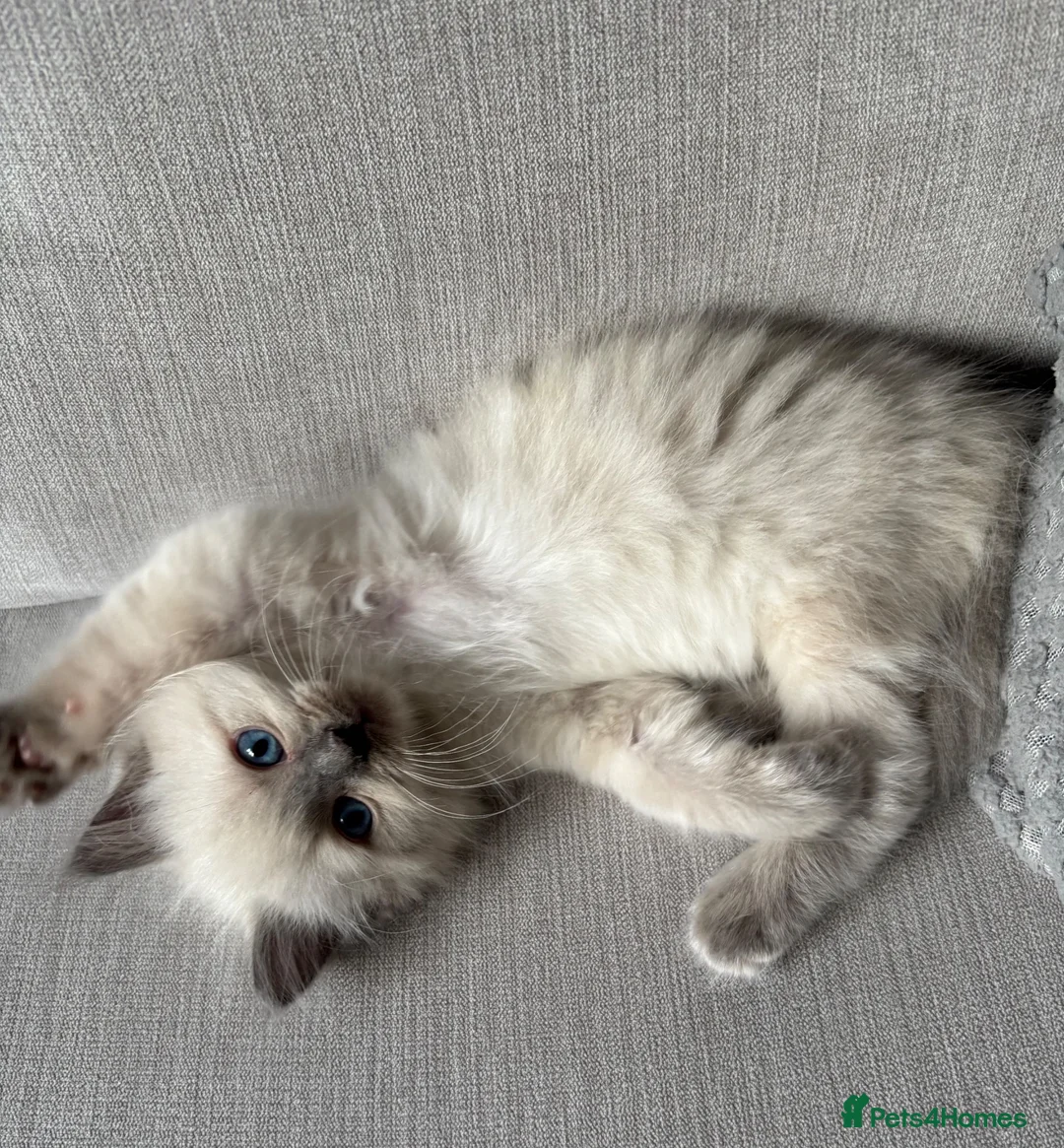 Ragdoll cats for sale: Ragdoll kitten - Advert 1