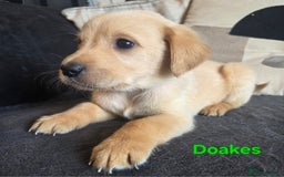 Goldador dogs for sale: Kitanas puppies  - Image 17