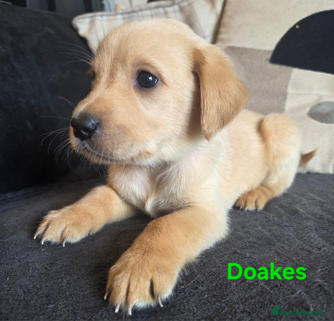 Goldador dogs for sale: Kitanas puppies  - Image 17