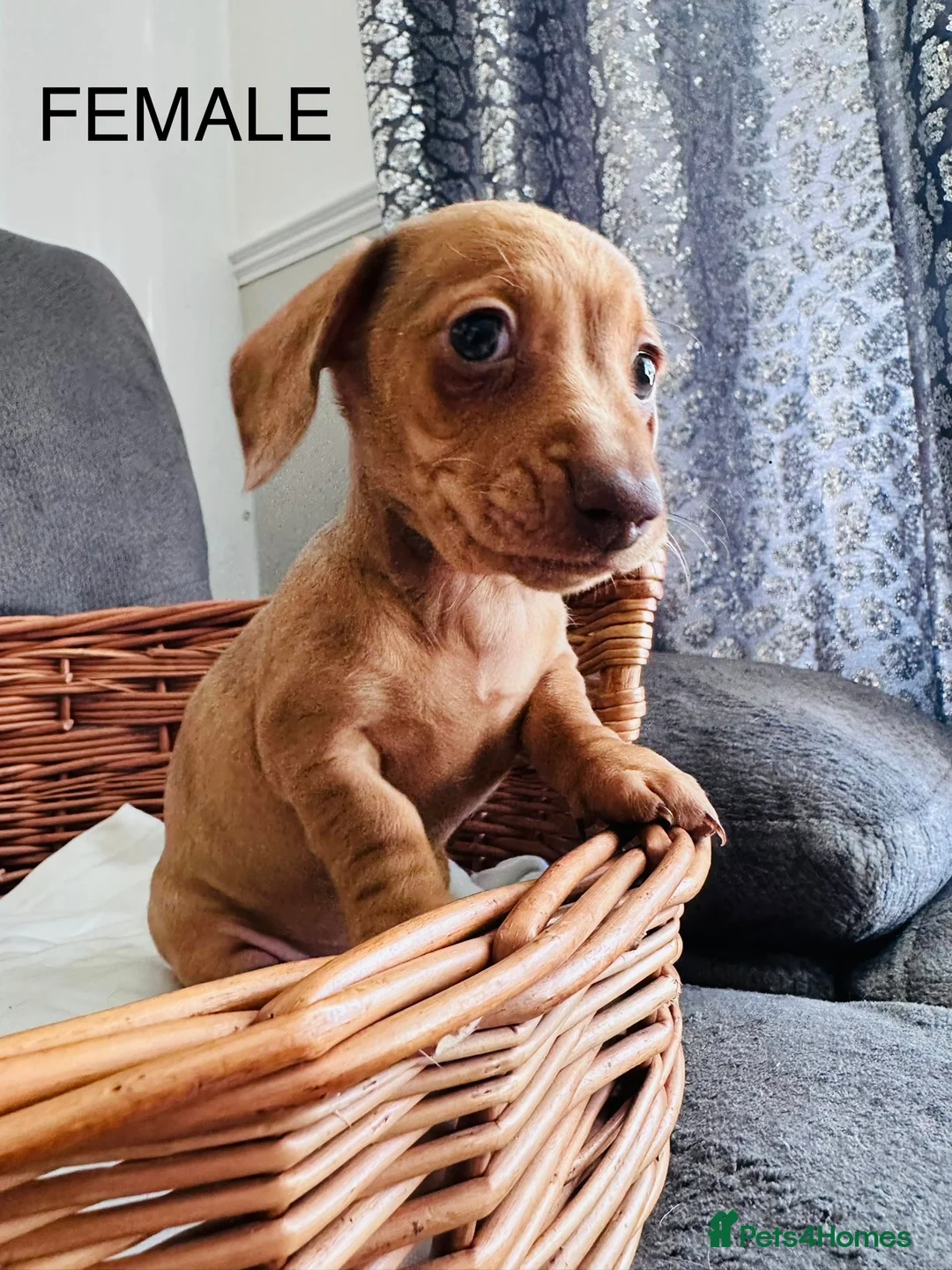 Miniature Dachshund dogs for sale: Miniature dapple dachshund puppies  - Advert 4