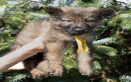German Shepherd dogs for sale: German Shepherd Puppies - Image 24