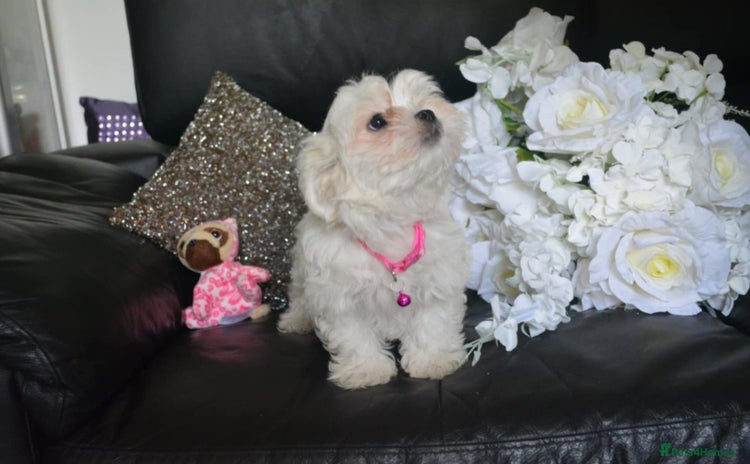 Maltese dogs - Advert 12