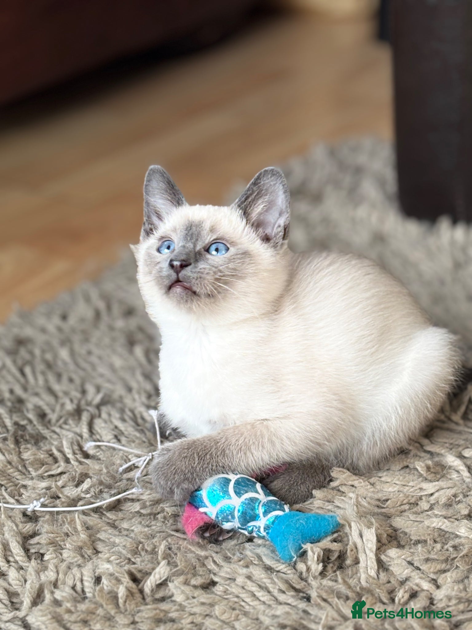 Siamese cats for sale: Stunning Siamese kittens  - Advert 9
