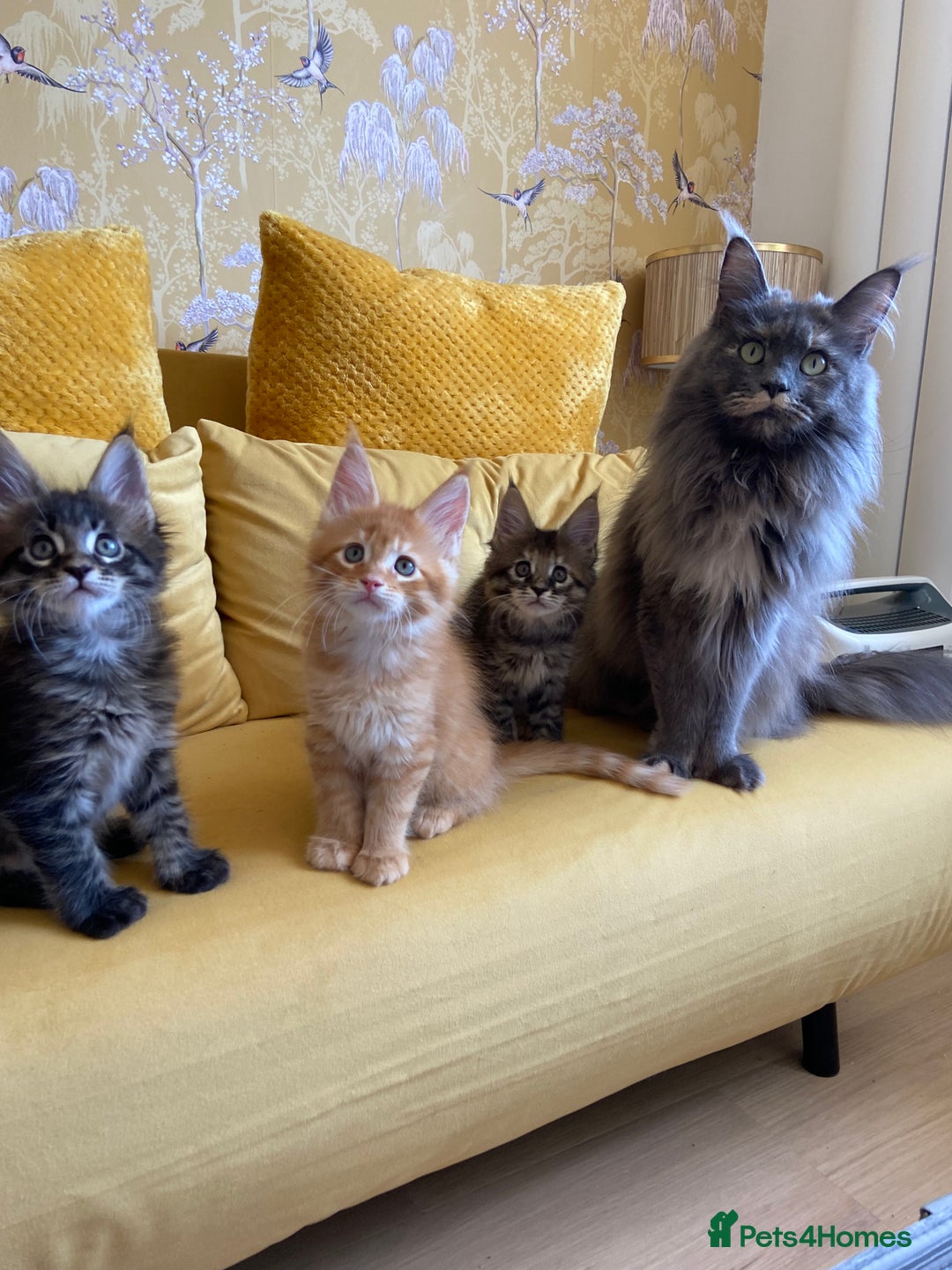 Maine Coon cats for sale: GCCF Registered Maine Coons Ready 16th August  in Banbury - Image 33