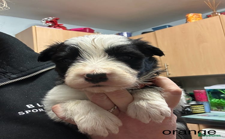Mixed Breed dogs - Advert 1