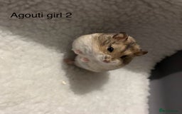 Hamster rodents for sale: Pure bred Campbells dwarf hamsters  - Advert 1