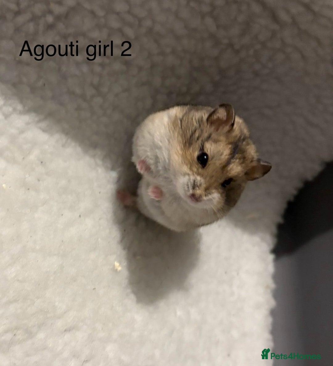 Hamster rodents for sale: Pure bred Campbells dwarf hamsters  - Advert 1