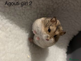 Hamster rodents Pure bred Campbells dwarf hamsters - Advert 4