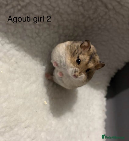 Hamster rodents Pure bred Campbells dwarf hamsters - Advert 1