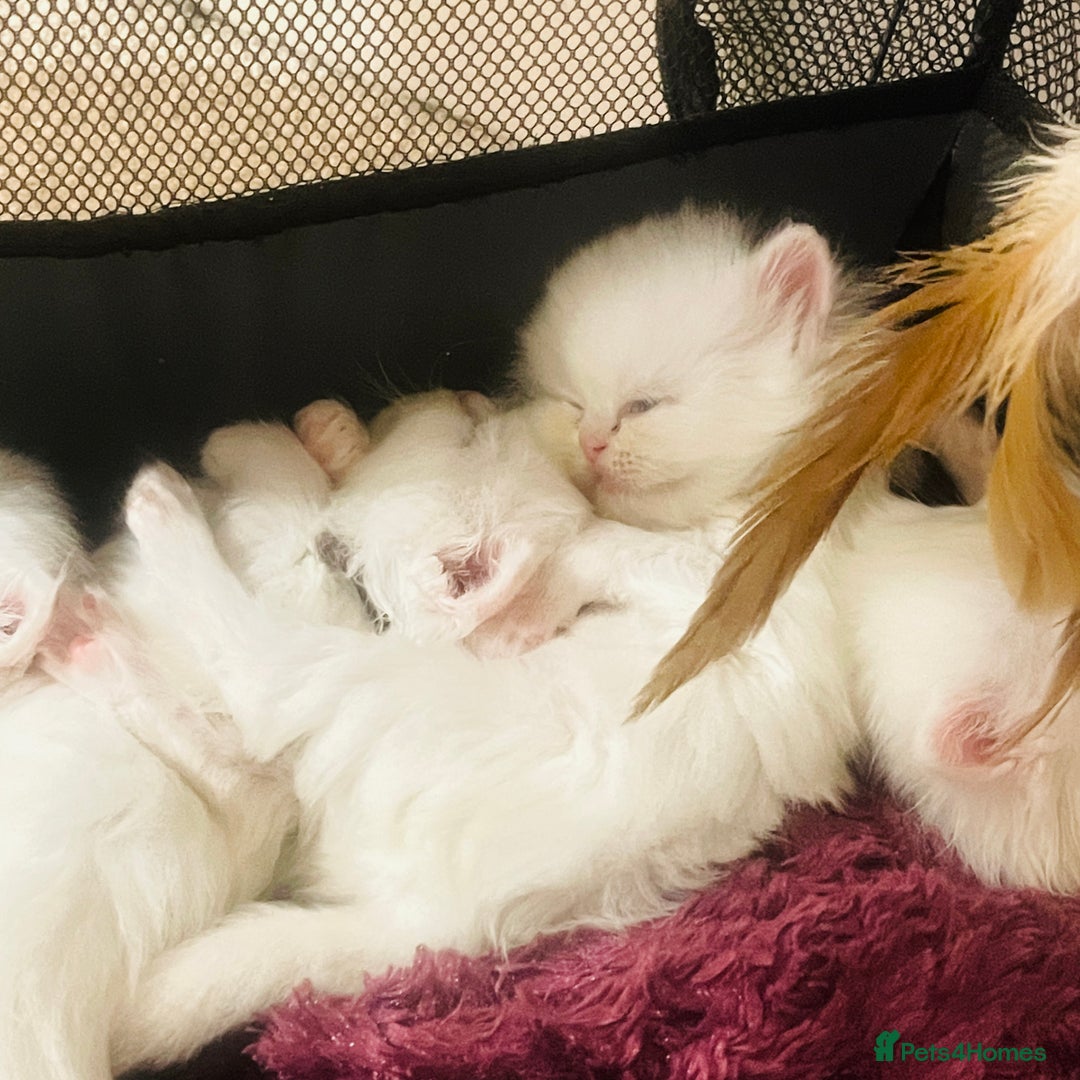 Persian cats for sale: ♥️🍃 ꨁ EXOTIC PERSIAN DOLL FACE KITTENS FOR SALE - Advert 22