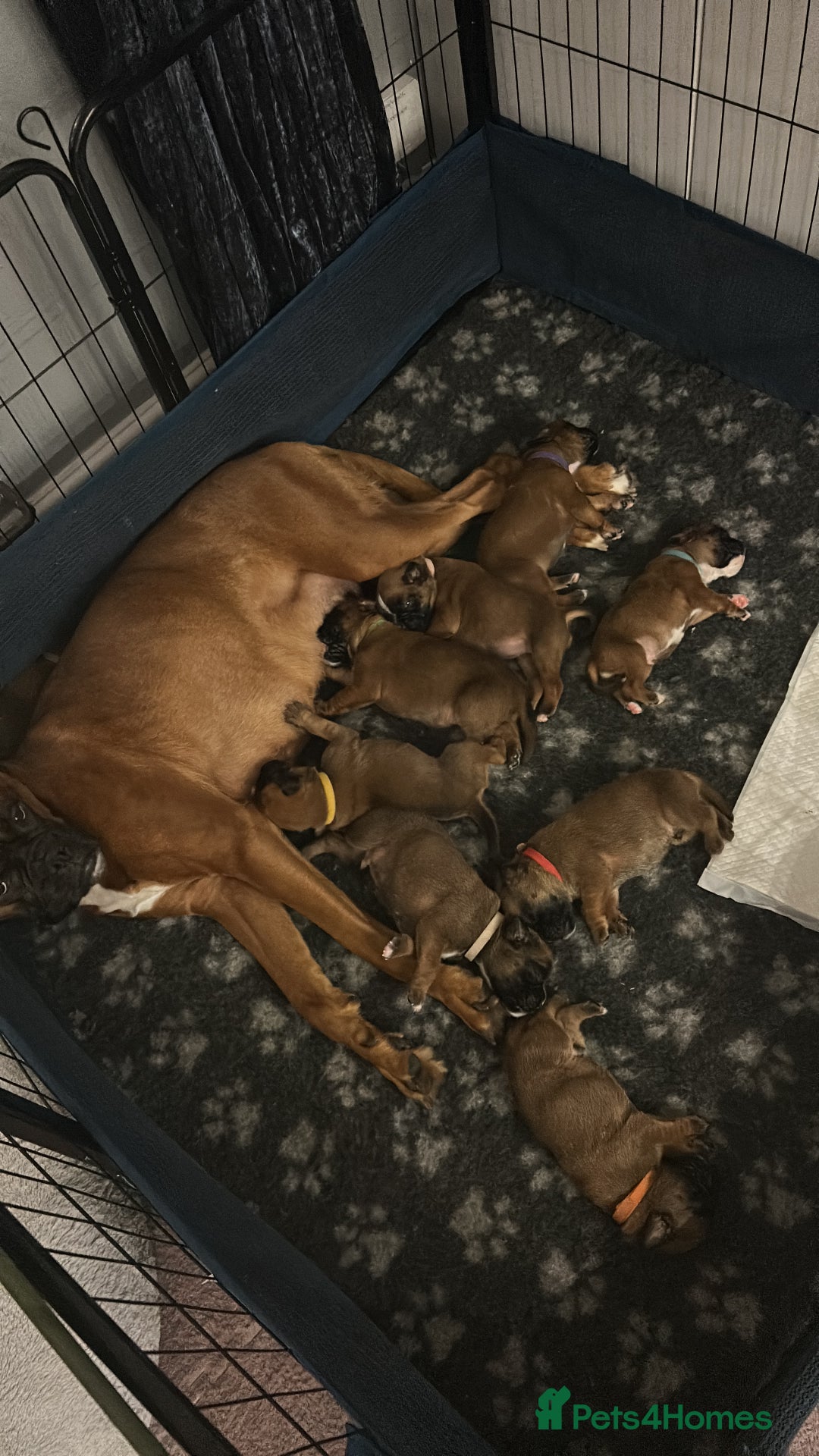 Boxer dogs for sale: 9 Beautiful Boxer Puppies - Pet Only  - Advert 1
