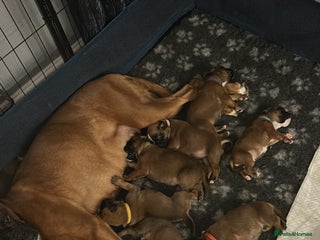 Boxer dogs 9 Beautiful KC Registered Boxer Puppies - Advert 1