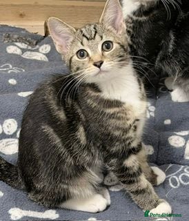 Mixed Breed cats four gorgeous kittens available to go now  - Advert 3