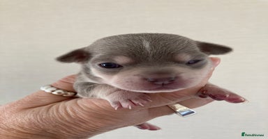 Chihuahua dogs CHIHUAHUA PUPPIES READY 27 December - Advert 14