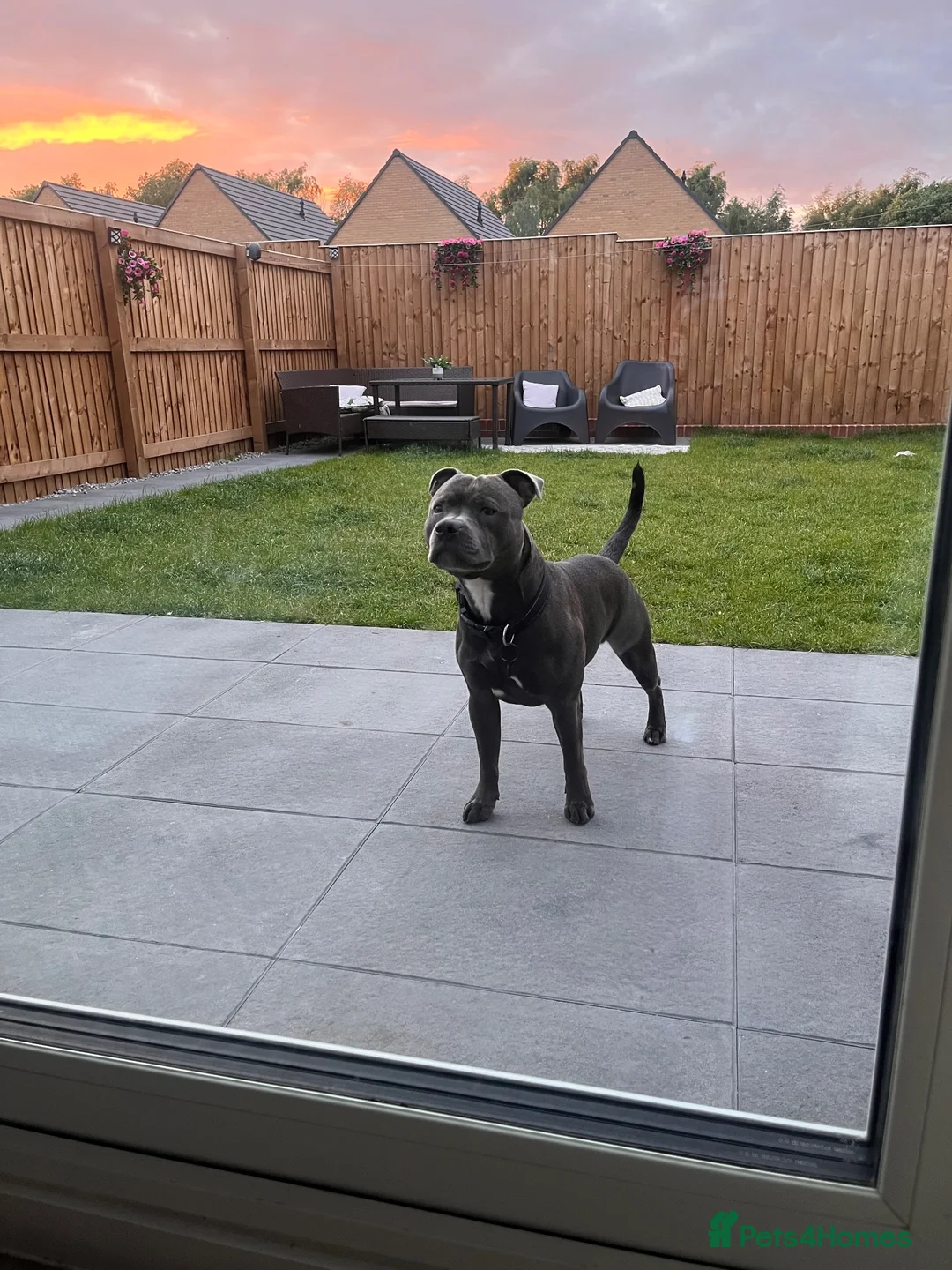 Staffordshire Bull Terrier dogs for stud: Trigger  in Wigan - Advert 2