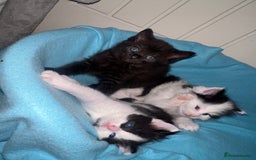 Ragdoll cats for sale: (2 GIRLS LEFT) 3 BiColour Ragdoll Ready in 3Weeks - Image 10