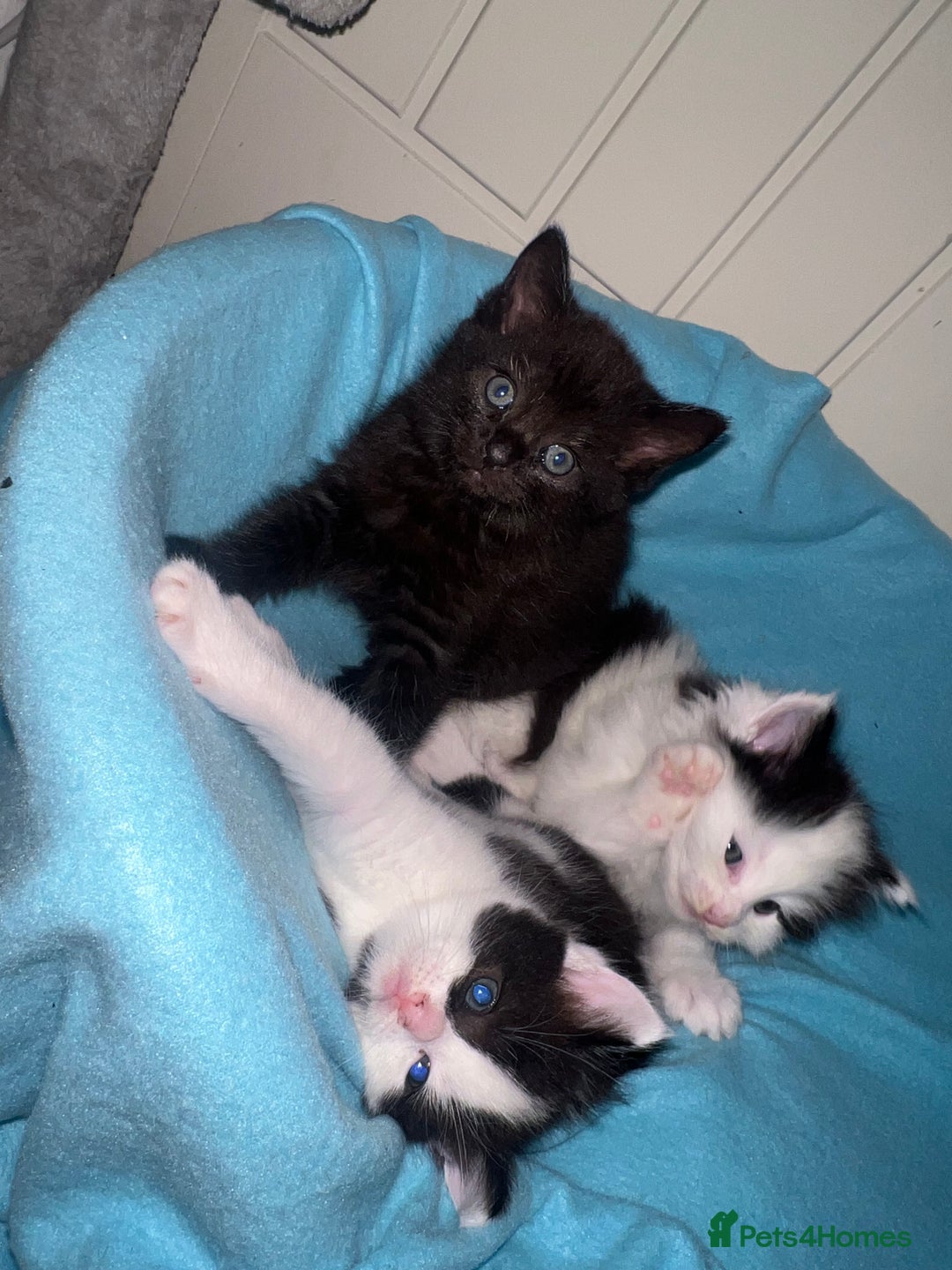 Ragdoll cats for sale: (2 GIRLS LEFT) 3 BiColour Ragdoll Ready in 3Weeks - Image 10