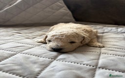 Toy Poodle dogs for sale: Toy poodle puppies for sale - Image 6