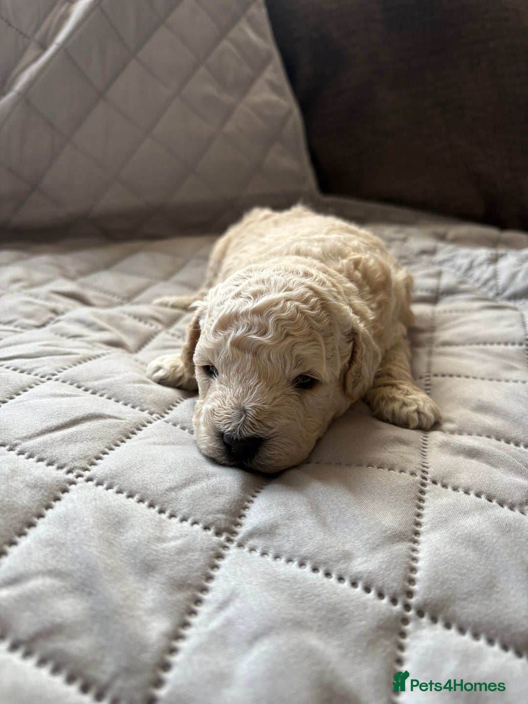 Toy Poodle dogs for sale: Toy poodle puppies for sale - Image 6