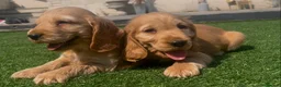 Cocker Spaniel dogs for sale: Show cocker puppies  - Advert 8