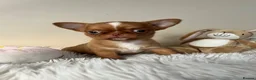 Chihuahua dogs for sale: Xx Quality Thai/Russian chihuahuas Xx - Advert 8