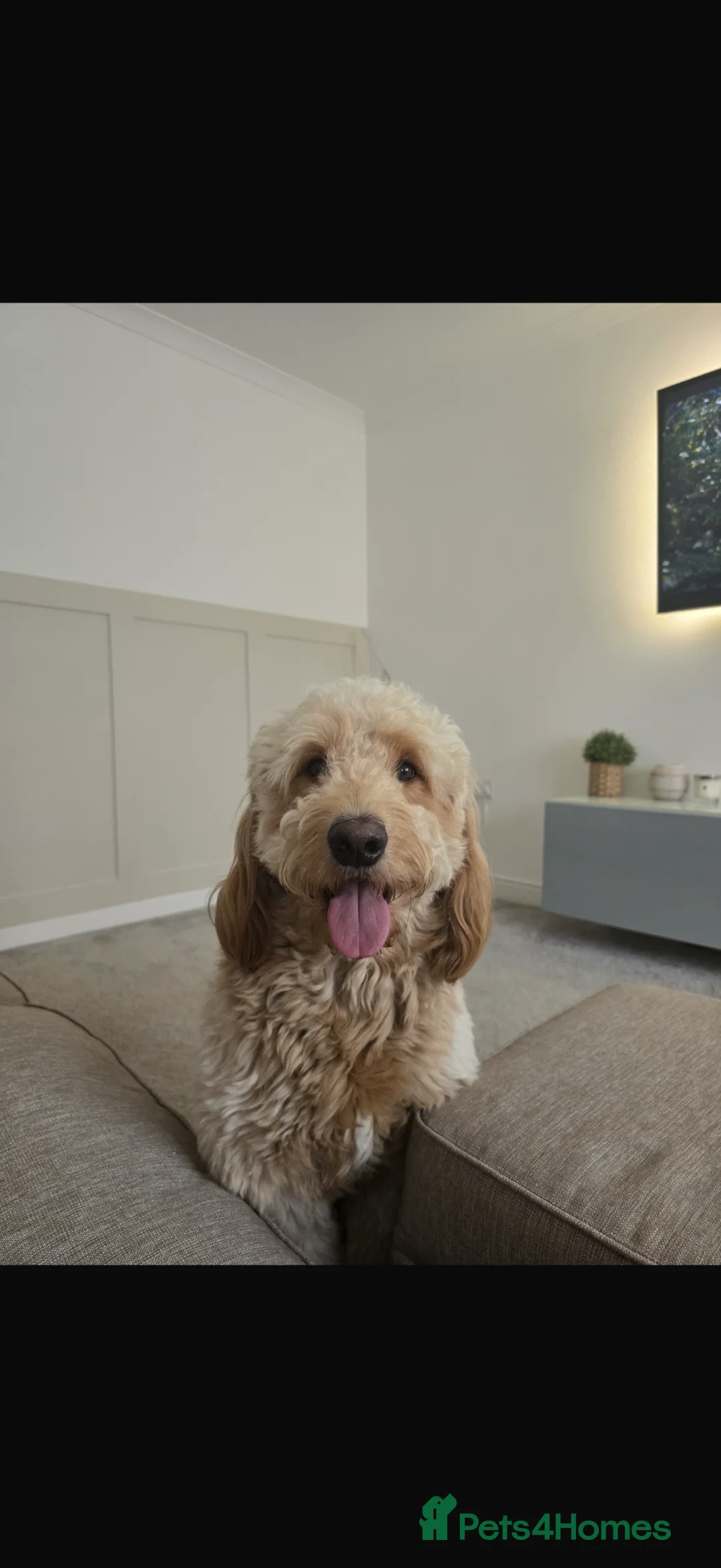 Goldendoodle dogs for stud: Gorgeous Goldendoodle for Stud  - Advert 2