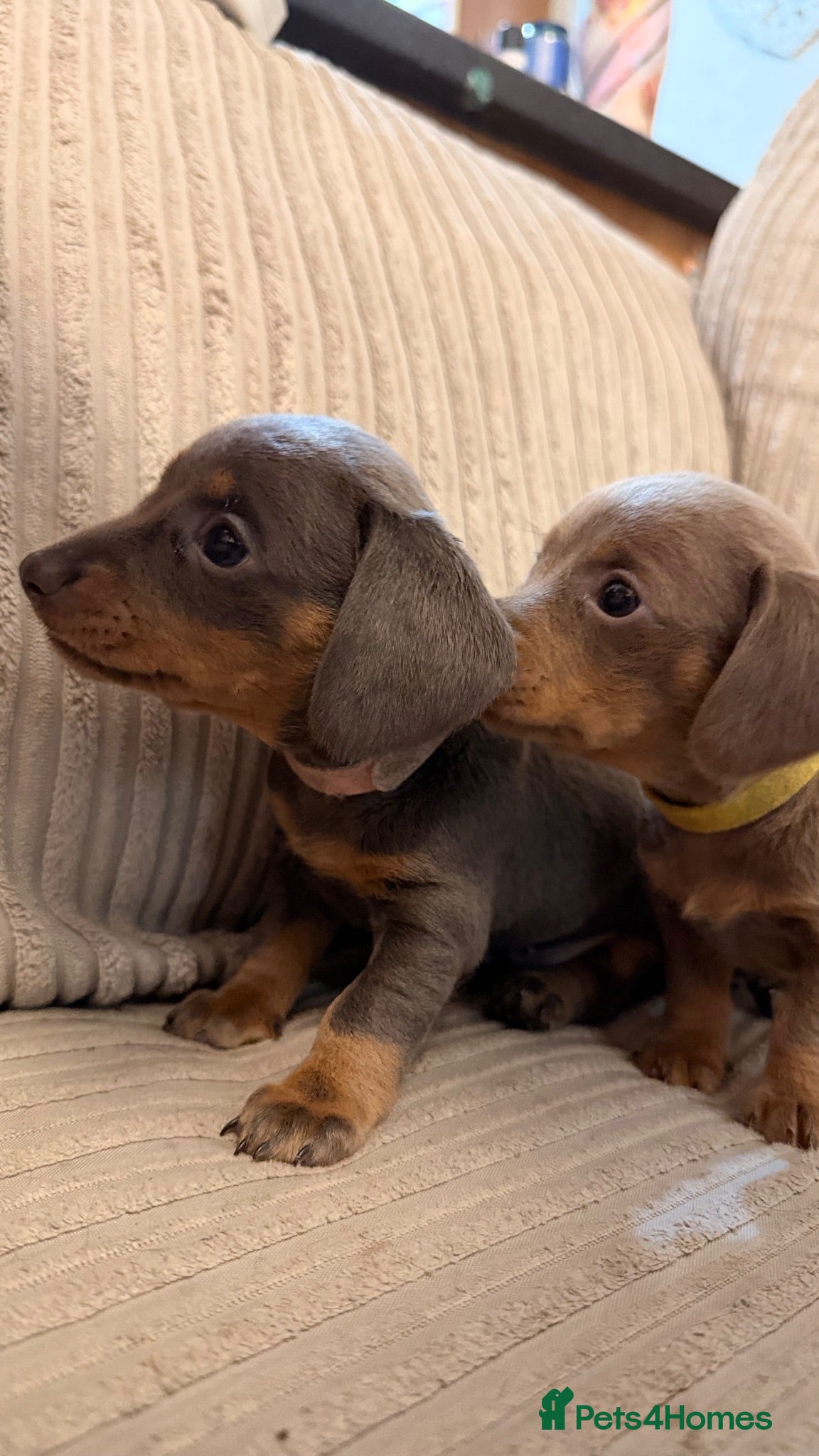 Miniature Dachshund dogs !!!REDUCED!!! Adorable Miniature Dachshund Puppies - Advert 15