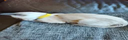 Siamese cats for sale: Gorgeous Siamese kittens!!! - Advert 10