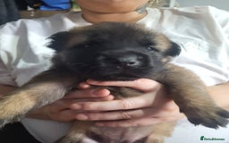 Mixed Breed dogs for sale: Belgian Malinois X Shar-pei puppies  - Image 29