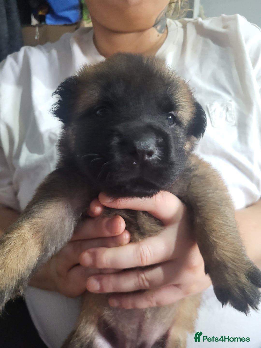 Mixed Breed dogs for sale: Belgian Malinois X Shar-pei puppies  - Image 29