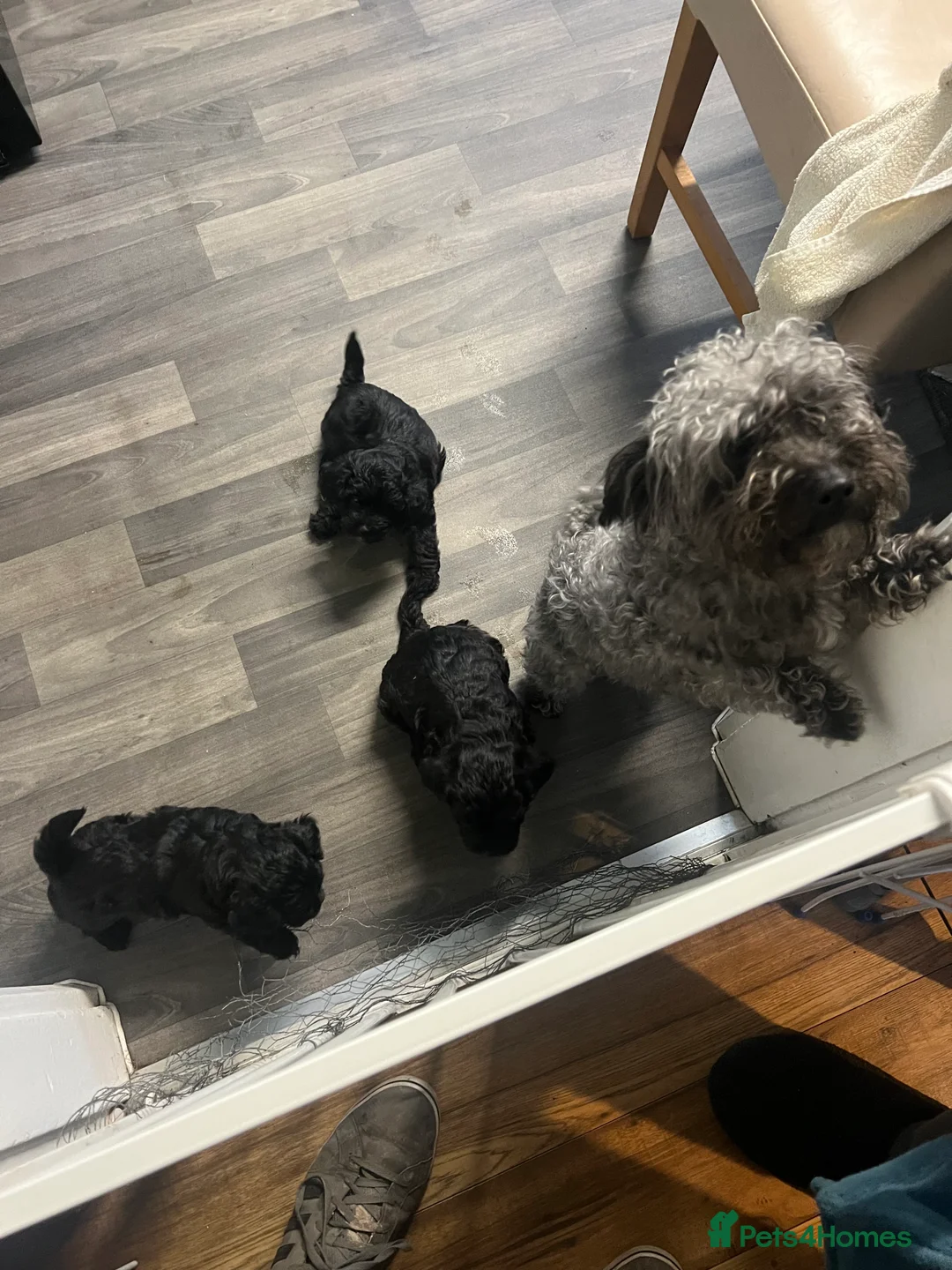 Jackapoo dogs for sale: Gorgeous Jackapoo pups for sale. - Advert 1